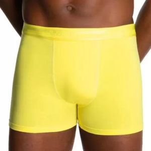 Boxer amarillo Lupo